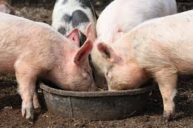 pig_4.jpg