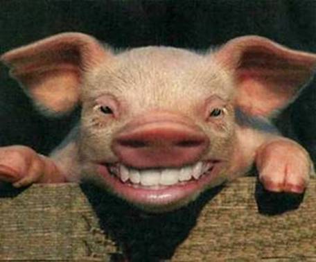 pig_1.jpg
